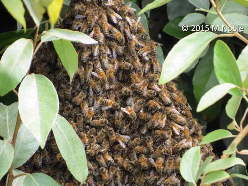 honey bee swarm ex IMG_3630 (800).JPG